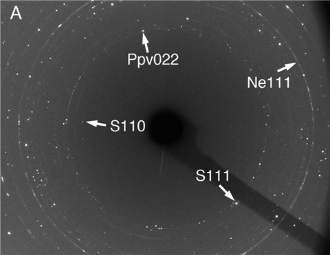 Seifertite%202016